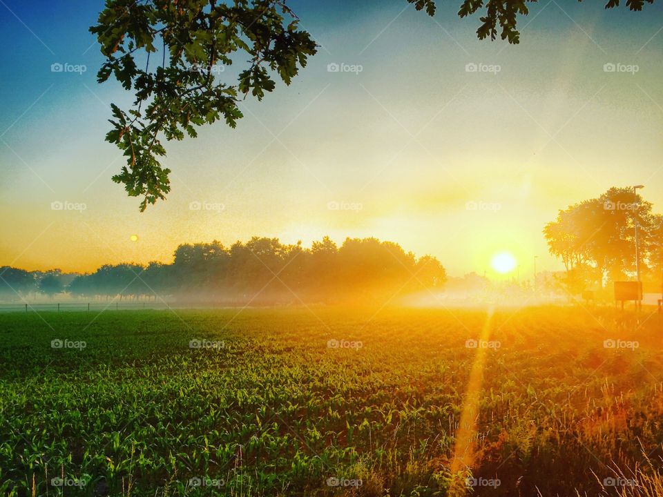 Sunrise over a cropfield