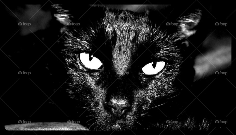 Cat, Monochrome, Portrait, Kitten, Animal