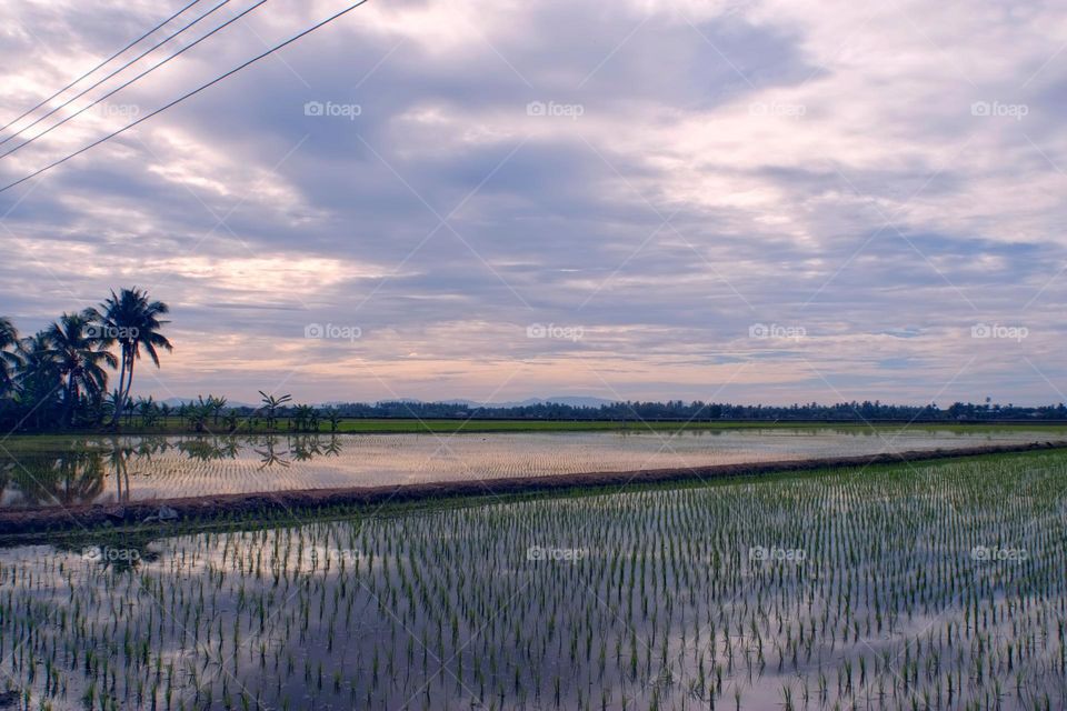 morning at paddy field