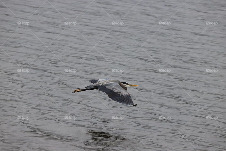 Heron flying above the ocean 