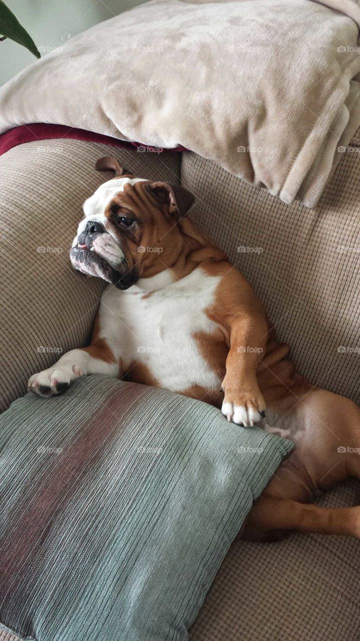 Bulldogs are so unique and have so much personality.