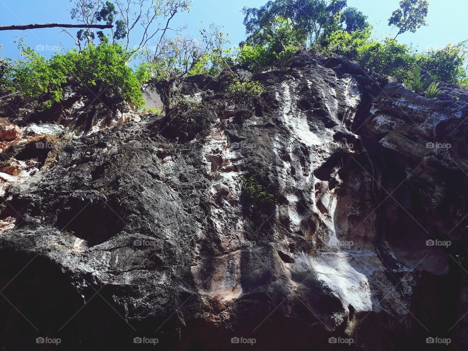 tree sunight and shadow