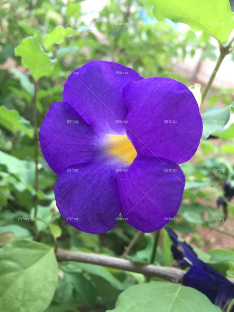 Violet flower