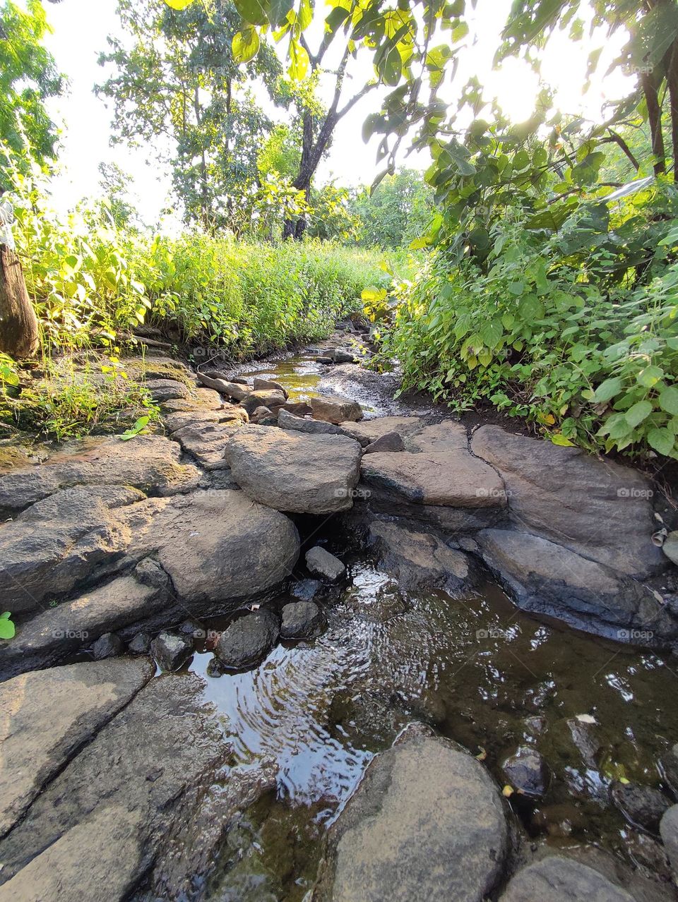 beautiful turn of river in the forest