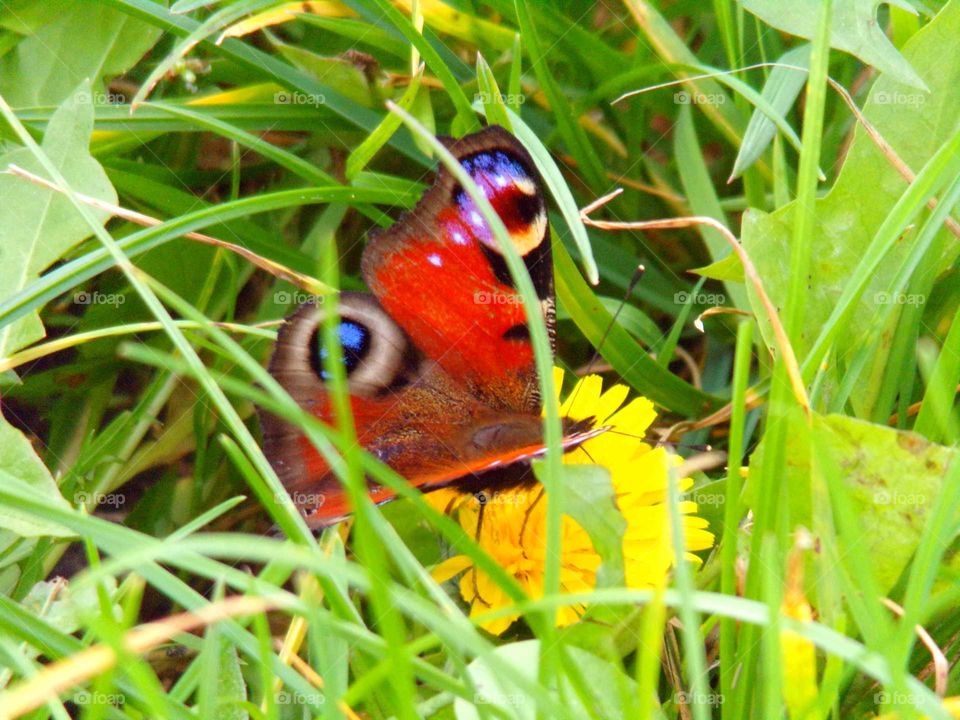 Schmetterling auf einer Löwenzahn Blüte