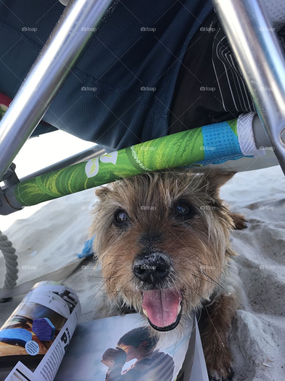 Beach Dog
