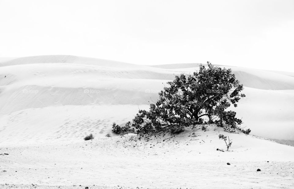 lonely tree at desert