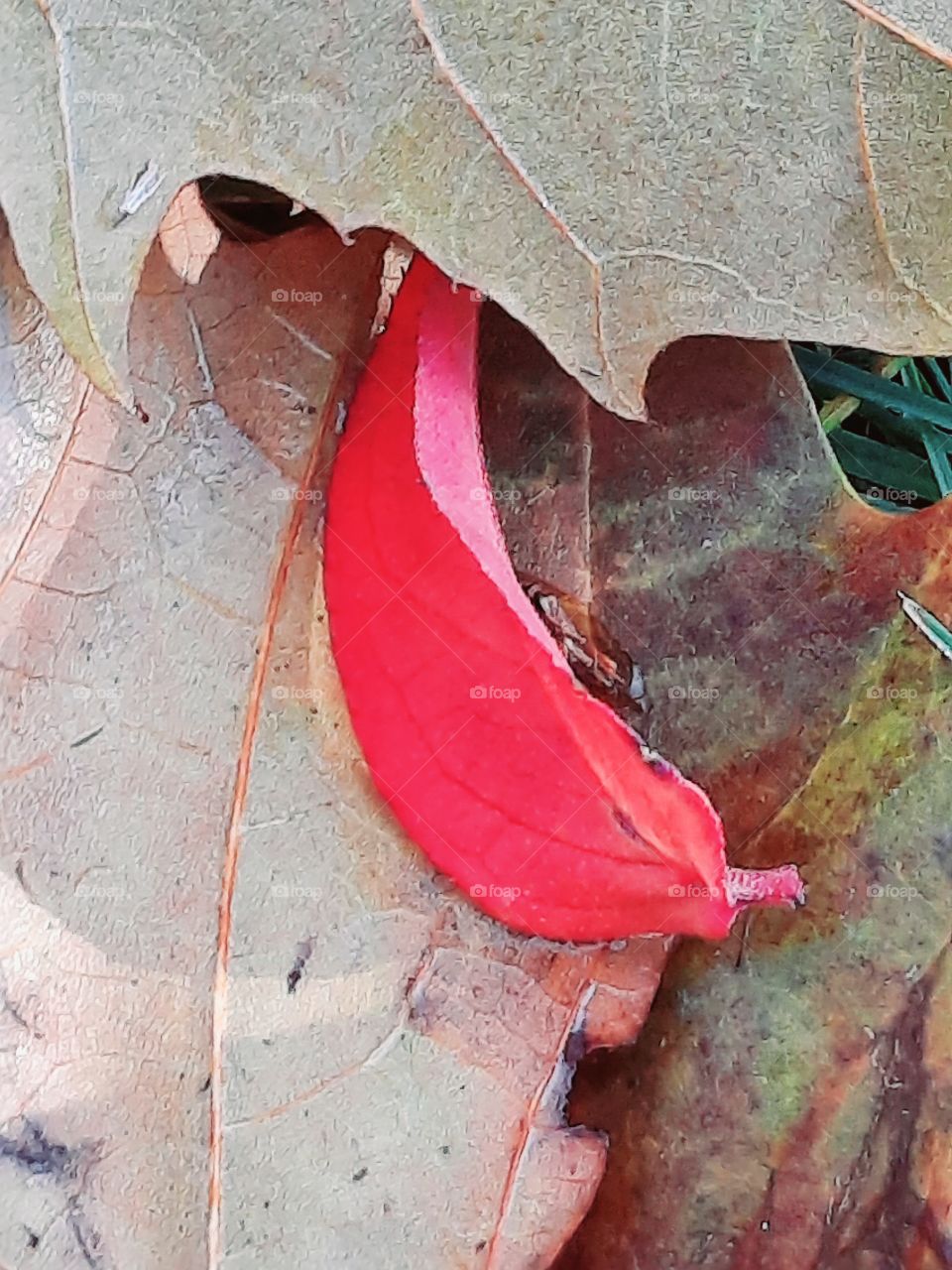 pop of color  - bright red sunlit leaf on a background of fallen autumn leaves