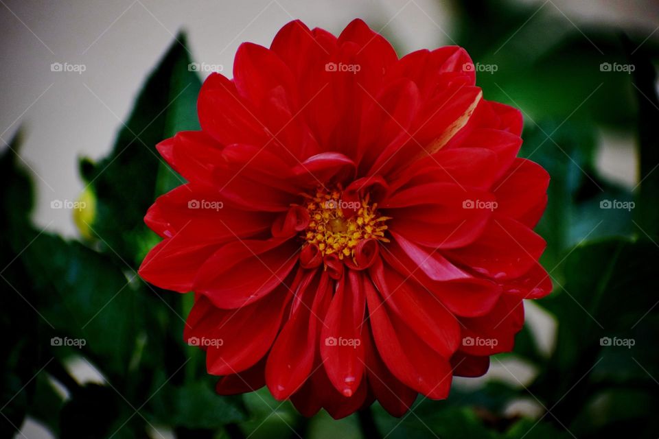 Close up a red flower