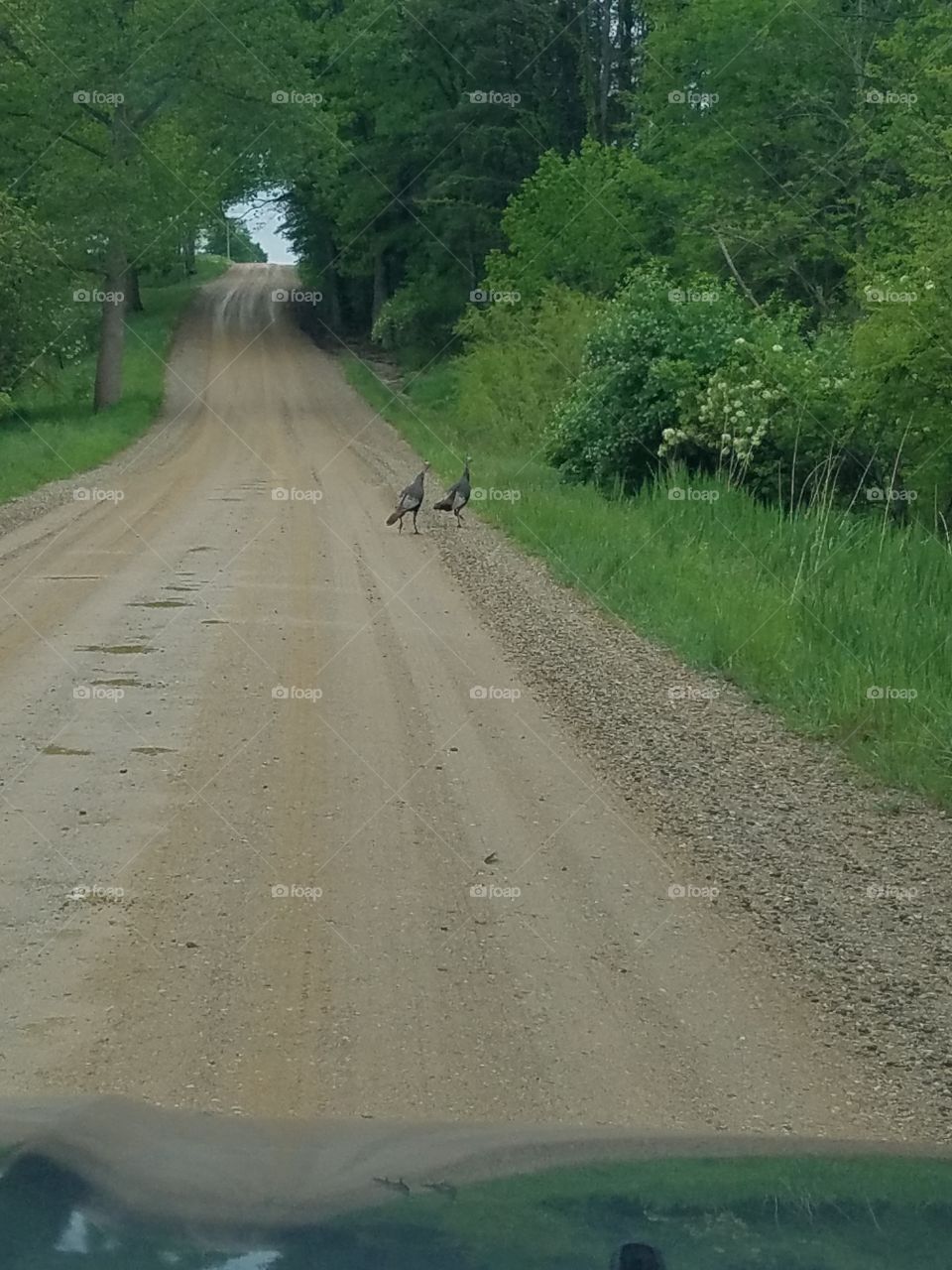 Turkeys crossing a dirt road