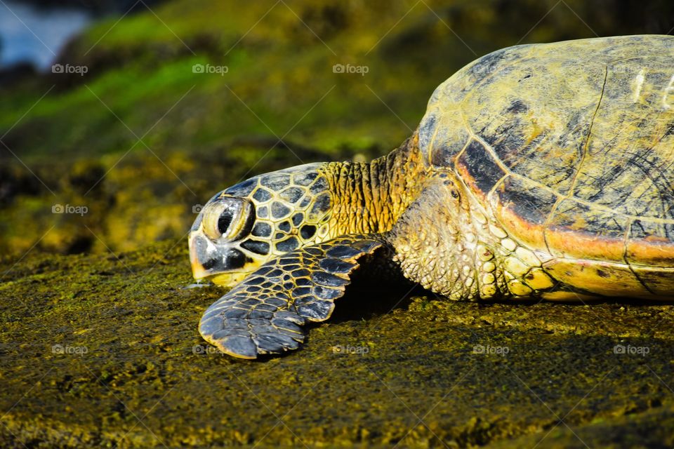 A green sea turtle resting and sunning on the lava rock at Kokomo-Honokohau in Kona