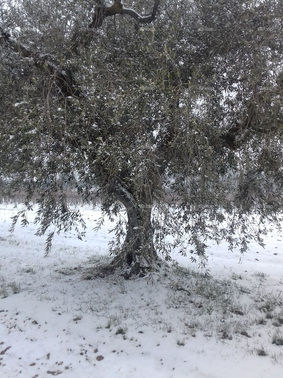 My olive tree under the snow