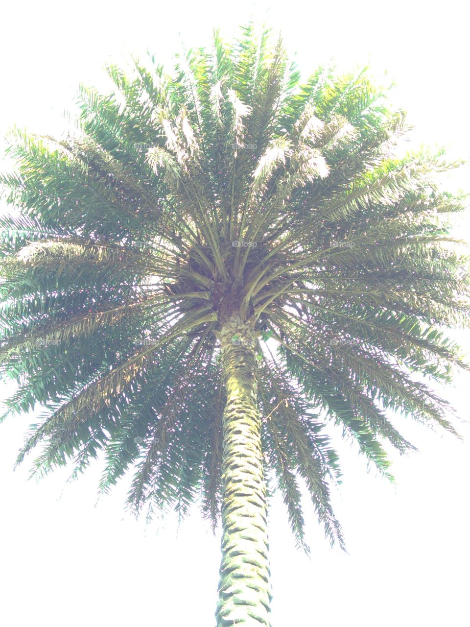 Fotografías de diferentes palmeras tardías de cámara desde abajo.