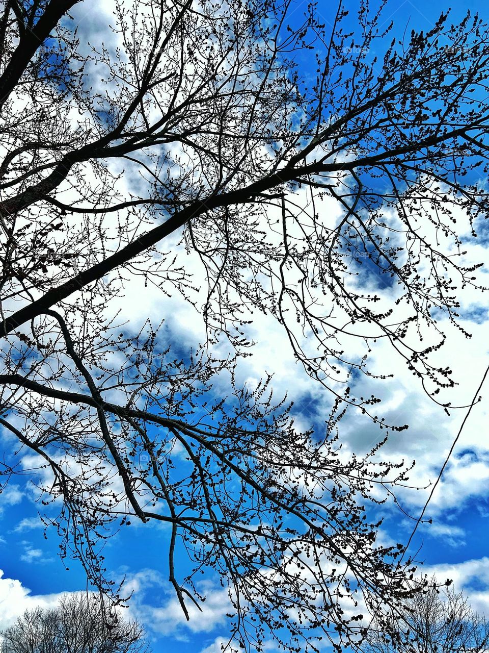 Clear Blue Sky background in the mid afternoon taken from downward angle with the tree branches acting as a silhouette 