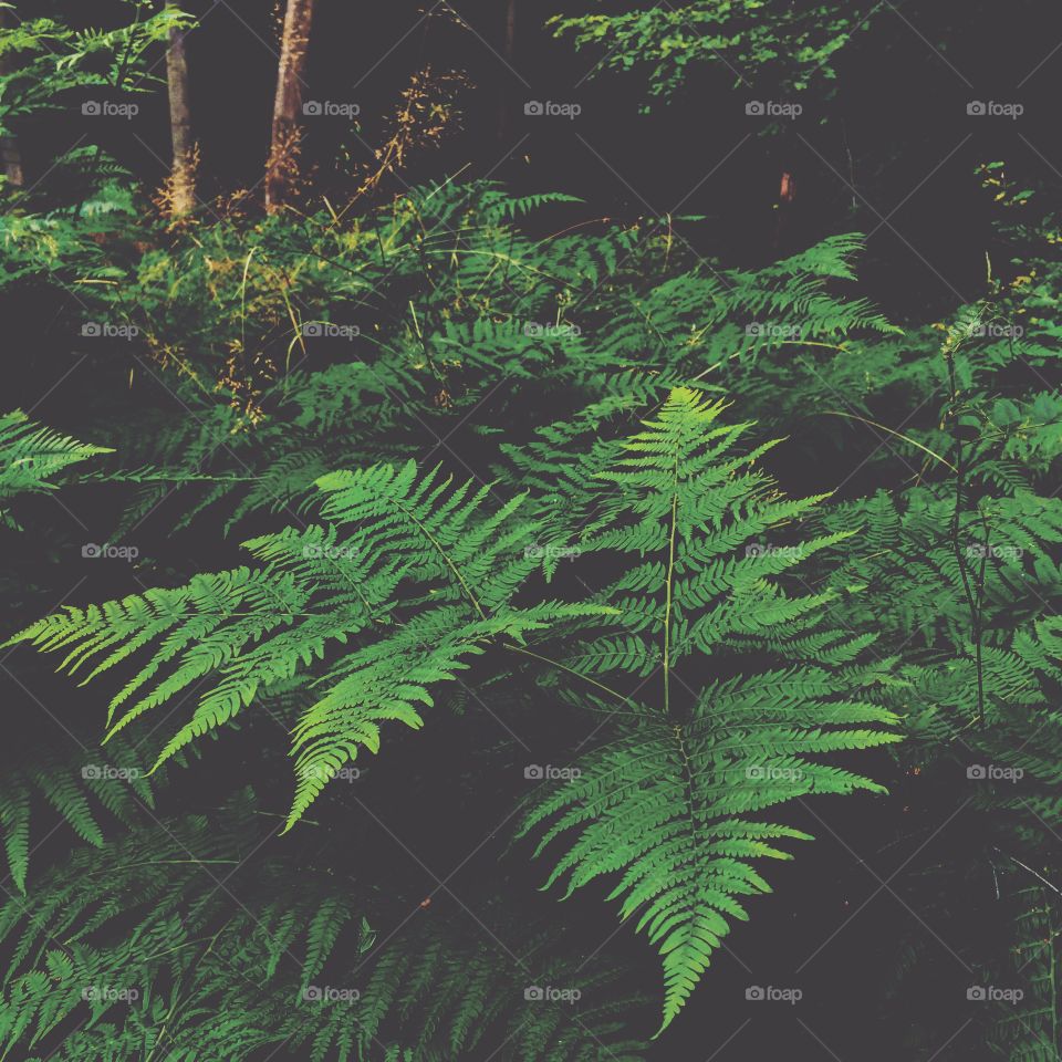 Green ferns in tropical rainforest