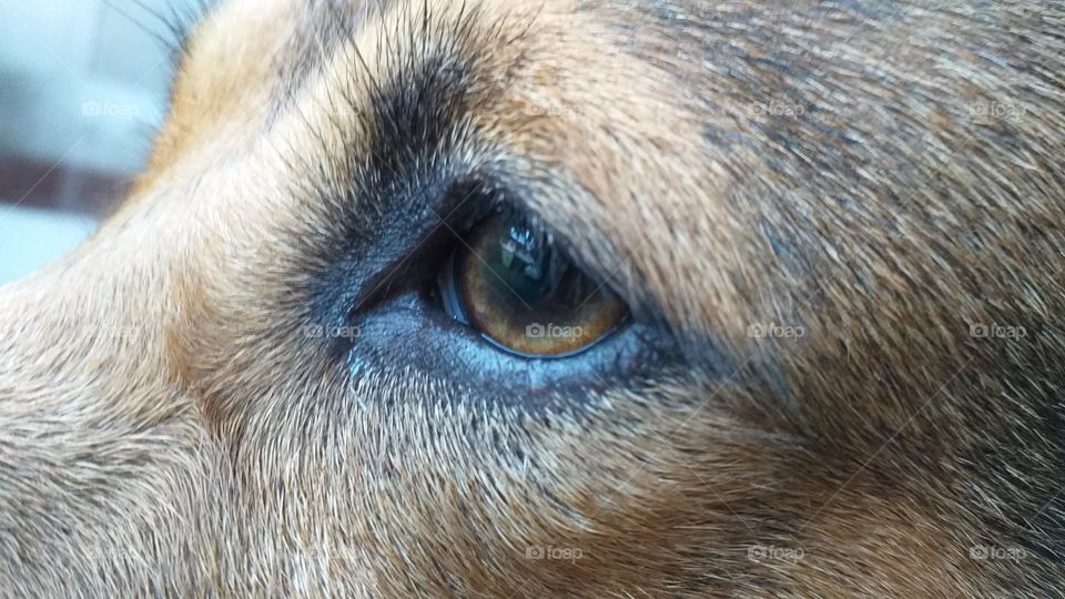 Dog eye