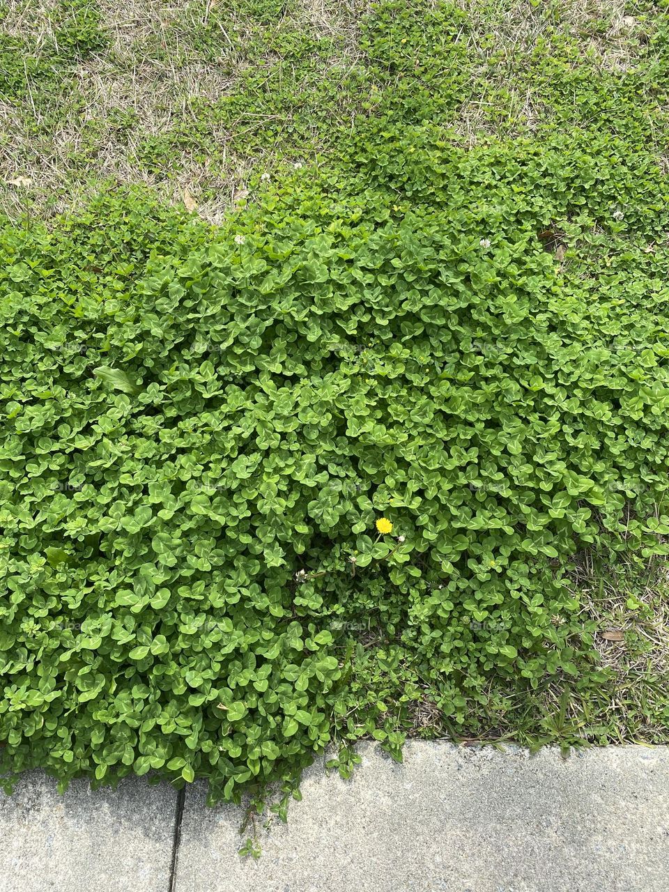 White clover didn’t find a four leaf clover 