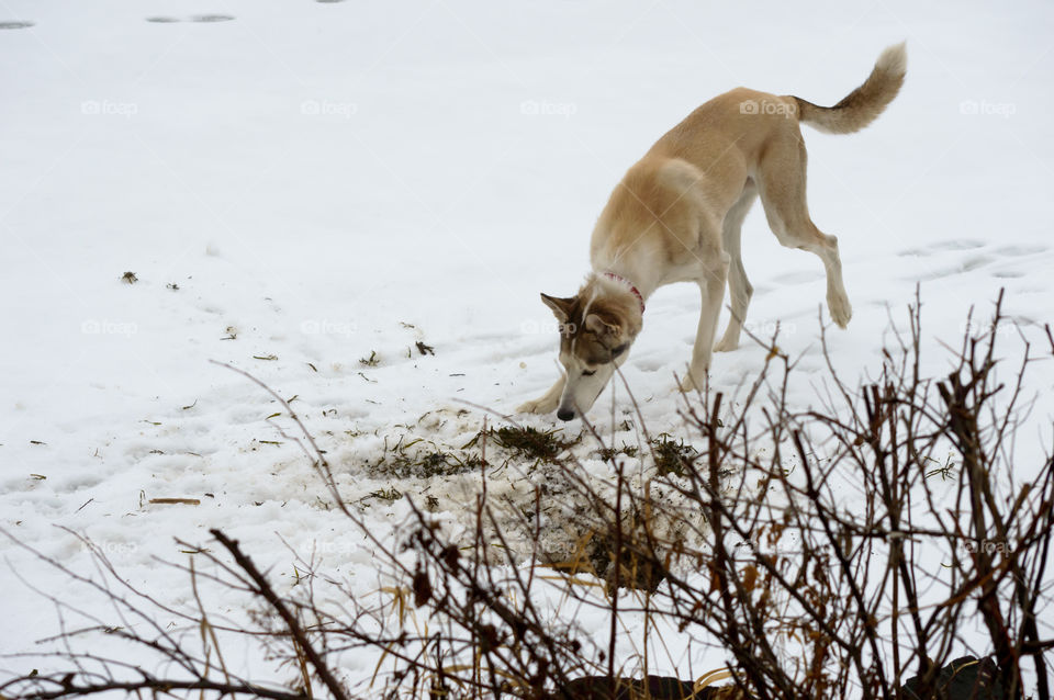 Husky digging on a frozen lake in snow