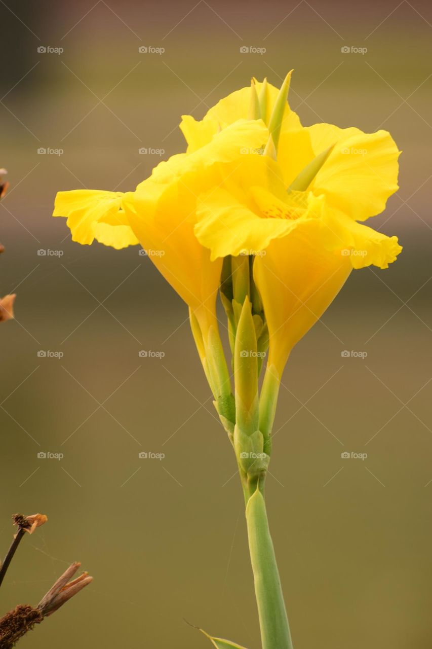 Yellow canna lily flower and beautiful bokeh background