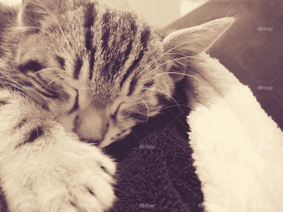 Chaton tabby brun sommeil