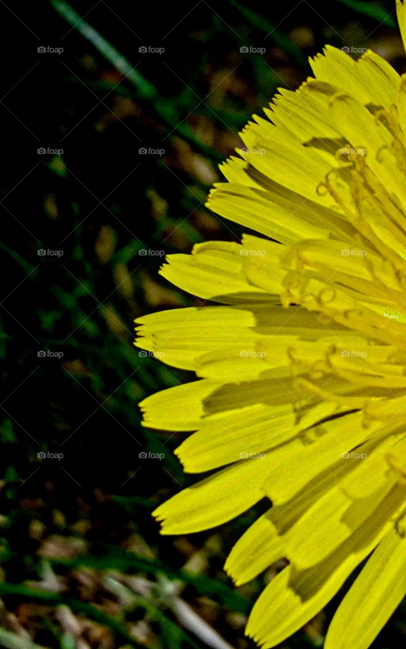 macro dandelion