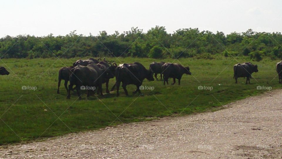 buffaloes