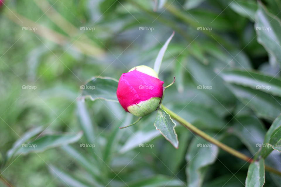 Peony, peonies, roses, pink, red, white, flowers, bouquet, summer, sun, nature. Landscape, still-life, village, flowerbed, plant, vegetation, grass, decor, fluffy, fluffy flowers, bulk flowers, plush flowers, petals, buds, leaves