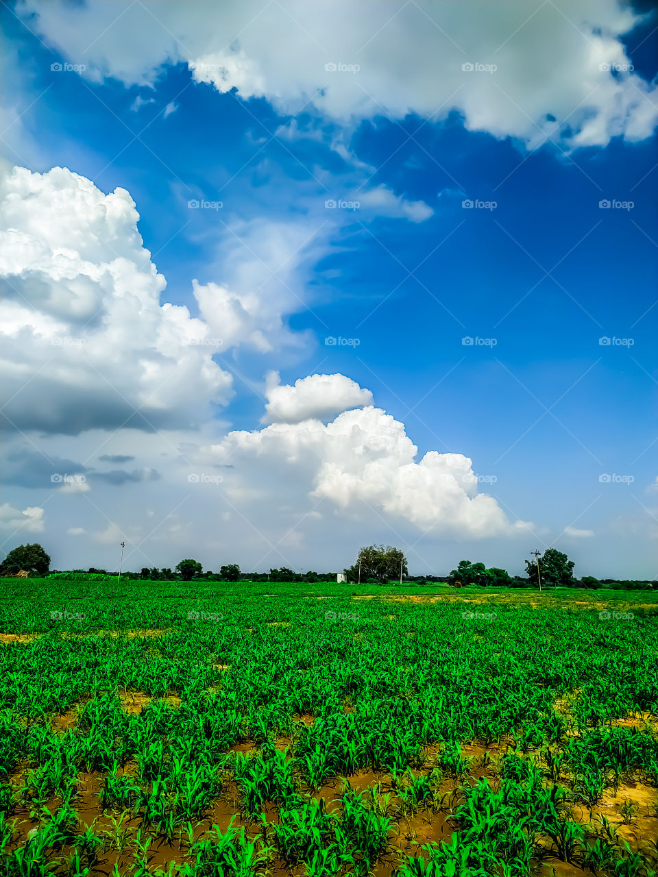 Green plants field and blue sky in summer