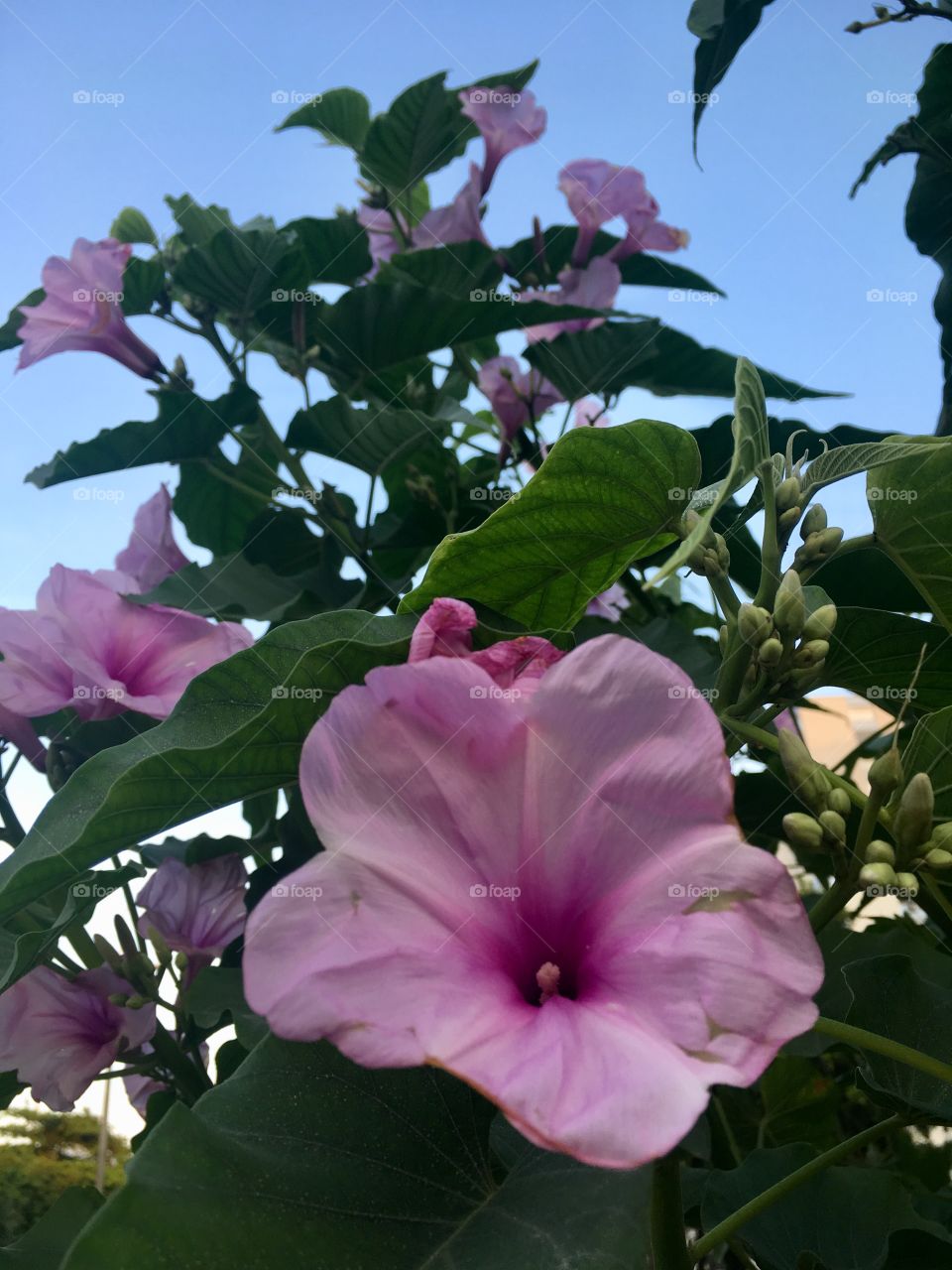 🌼#Flores do nosso #jardim, para alegrar e embelezar nosso dia!
#Jardinagem é nosso #hobby. 
🌹
#flor #flowers #flower #pétalas #garden #natureza #nature #flora  