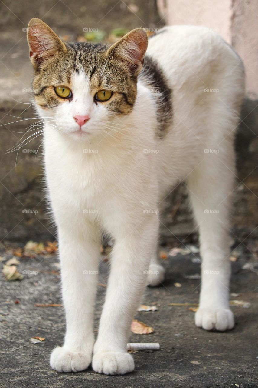 Portrait of a cat - animal portrait