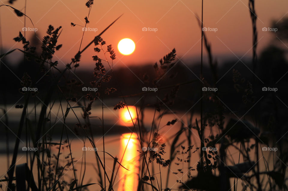 Spectacular sunset over the estuary. The mountains, tree line, sun & sky are blurry with the sunlit grass in focus in the foreground. The setting sun is strongly reflected in the falling tidal waters & the sky is orange & pink. 