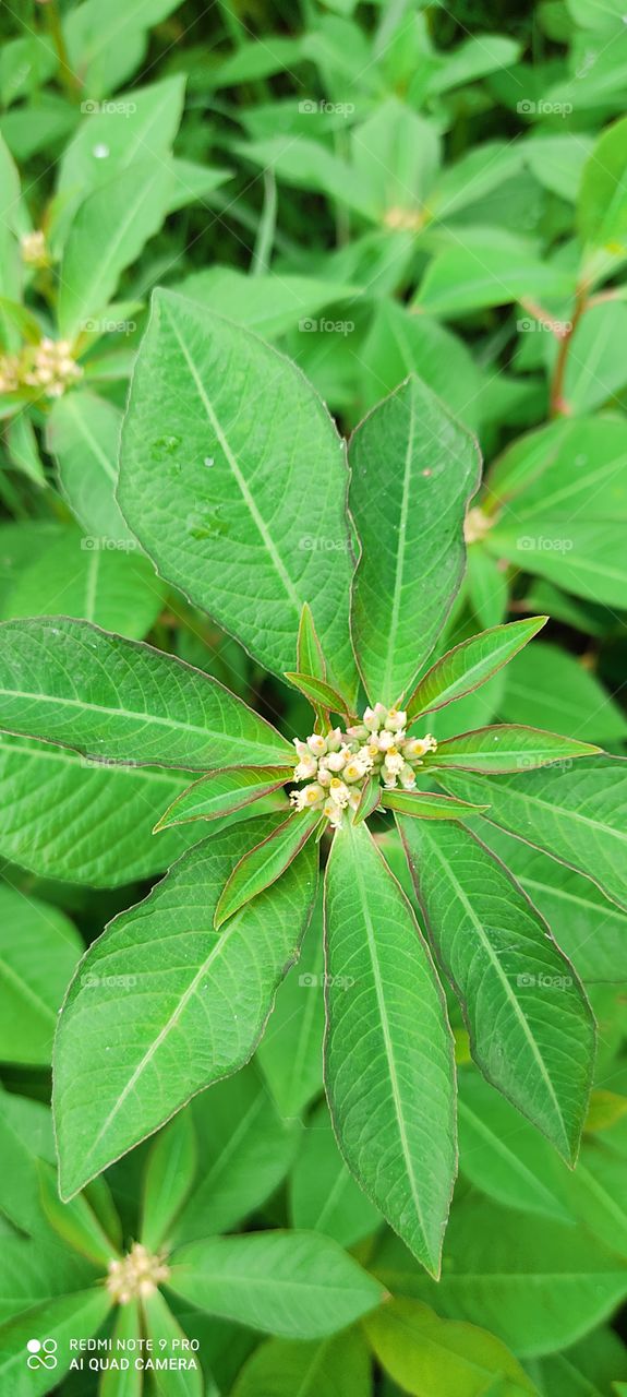 vegetable flower is beautiful