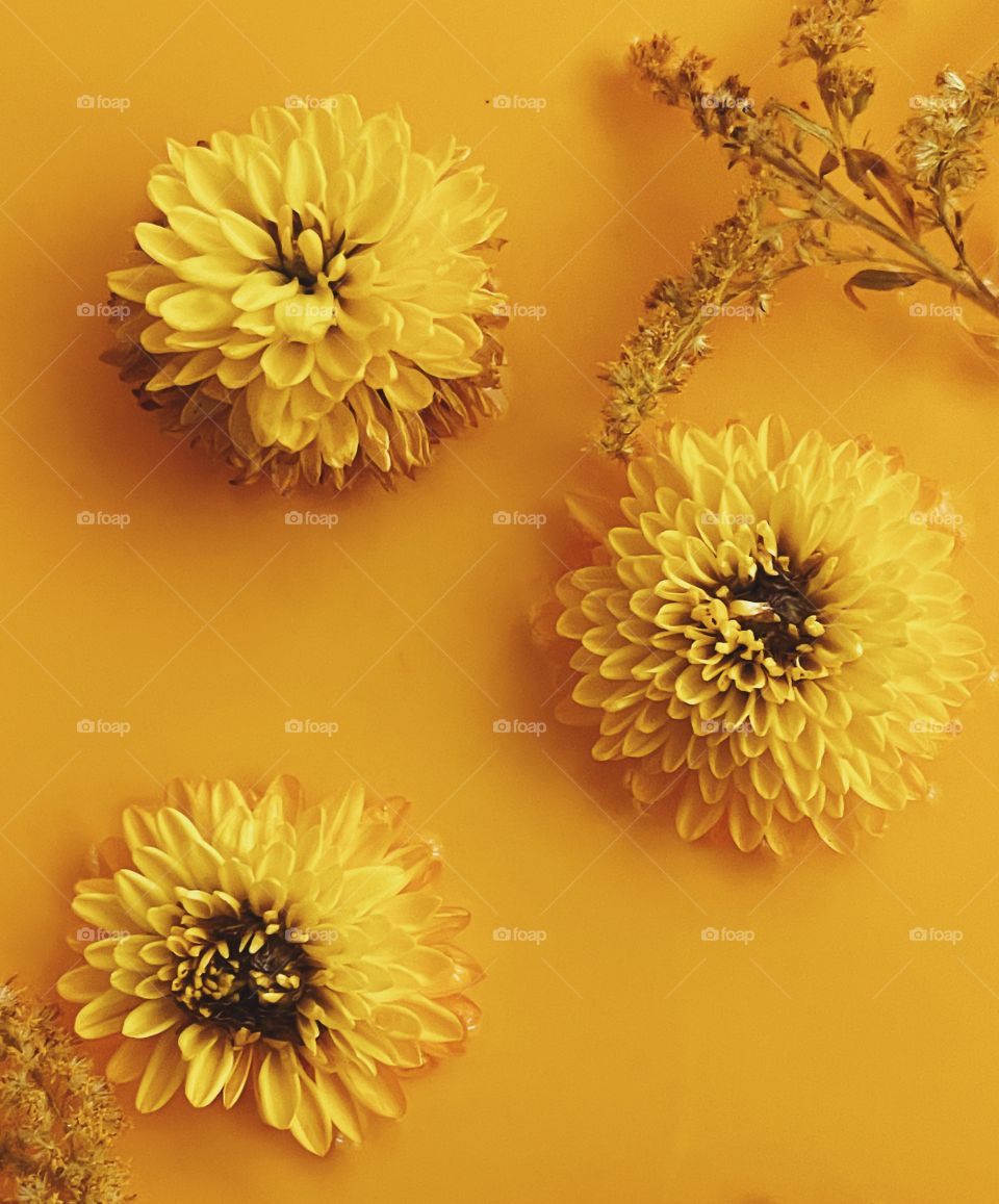 yellow flowers on a yellow background