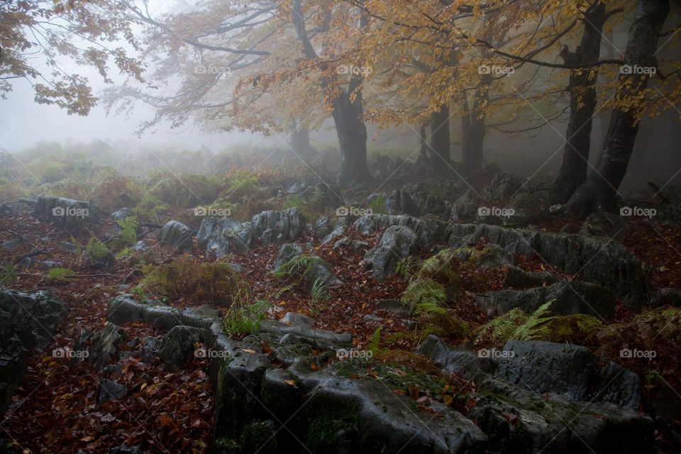 Autumn forest 