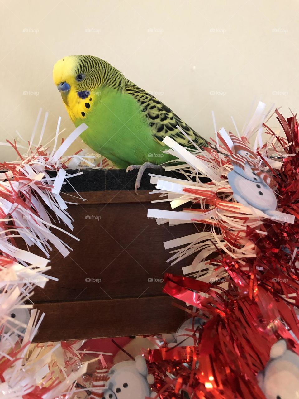 Kiwi looking pretty with Christmas  decoration   