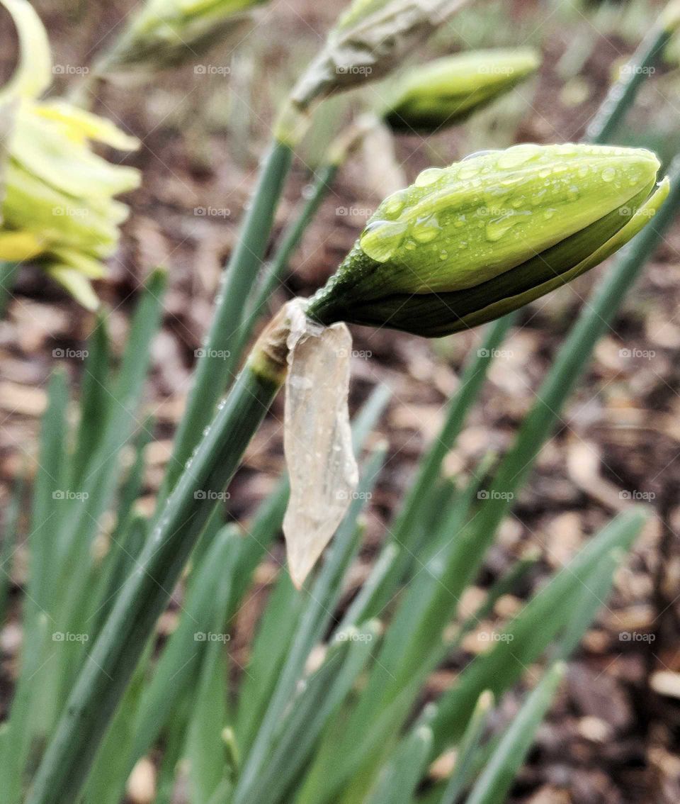 daffodil micro