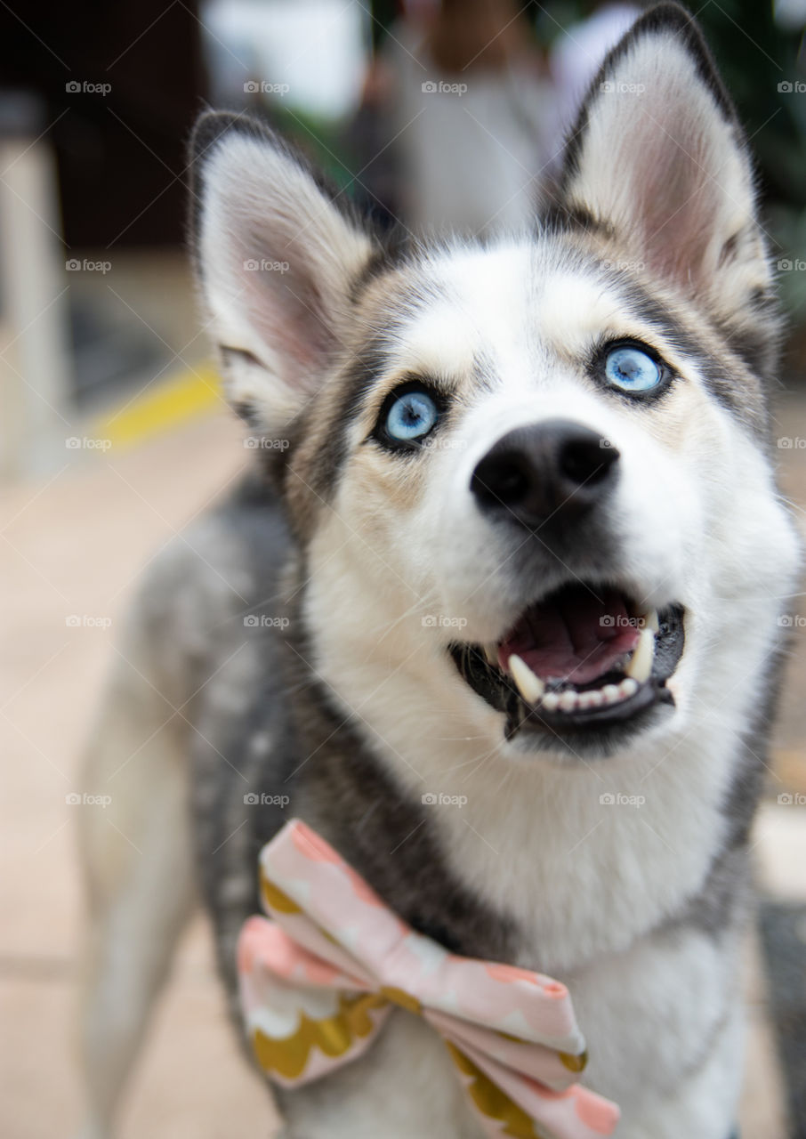 Blue-eyed husky gazing at a treat held overhead. 