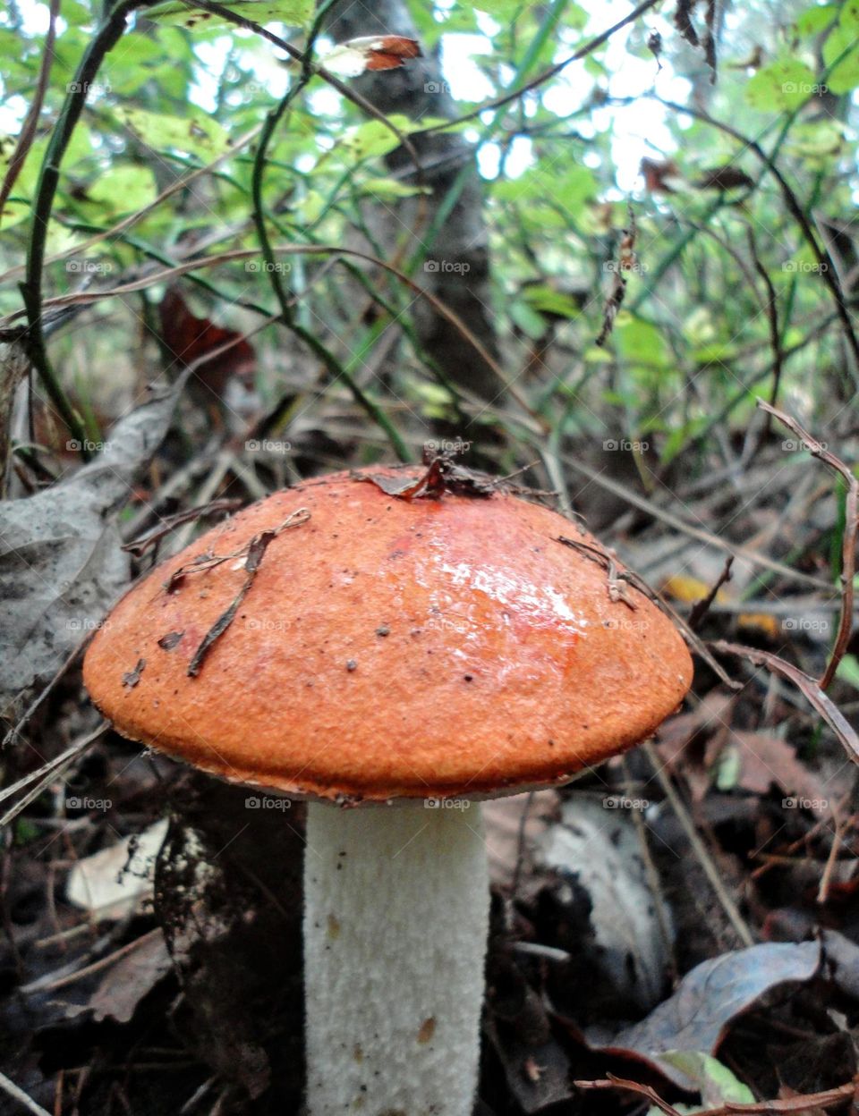 beautiful mushroom