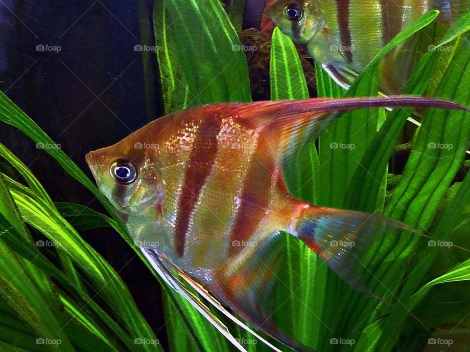 Beautiful and cute fish
