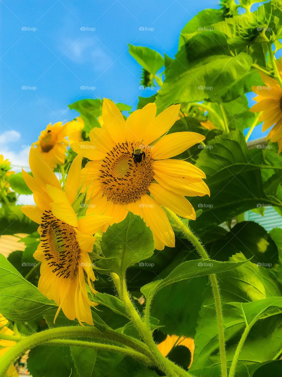 Bee on sunflower 