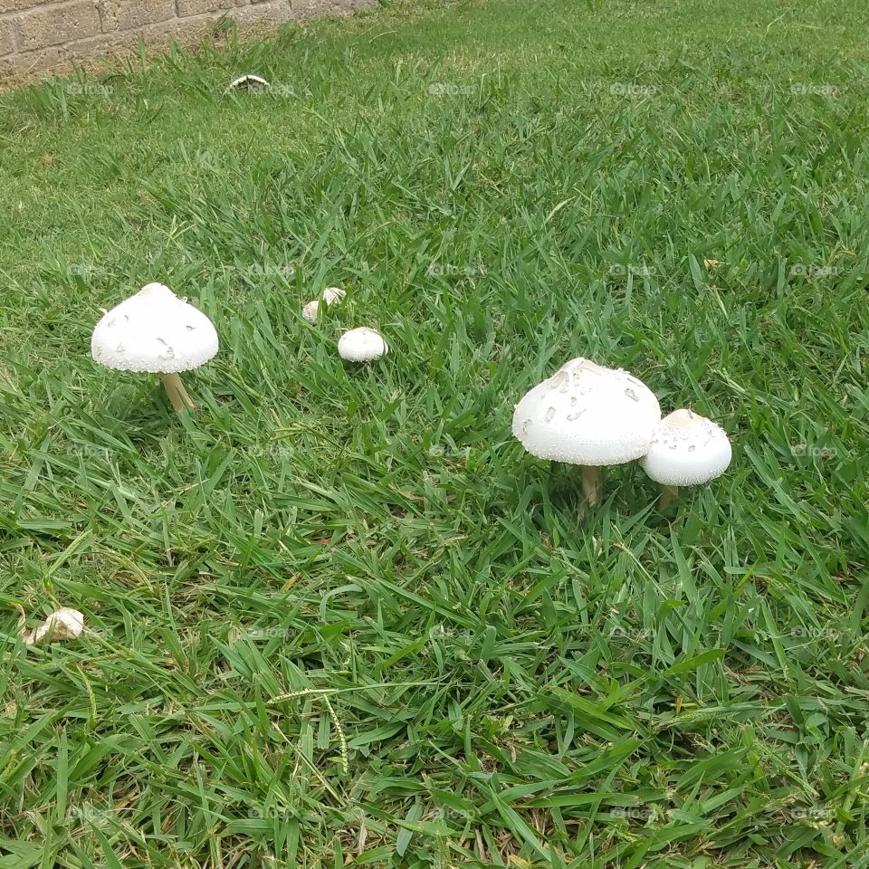 Toad stools growing in the front lawn 