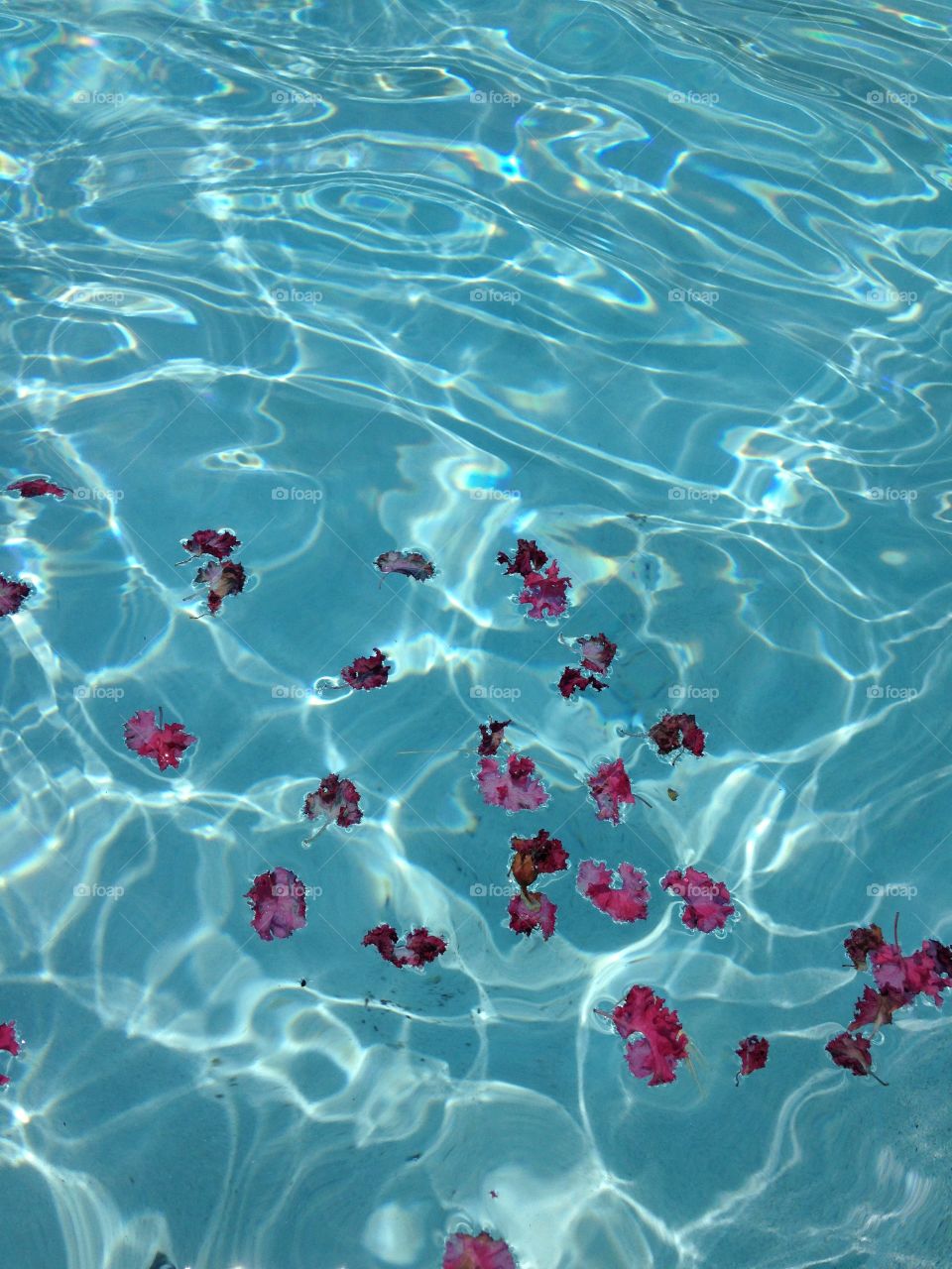 Falling for Summer. Crepe myrtle petals in the pool water