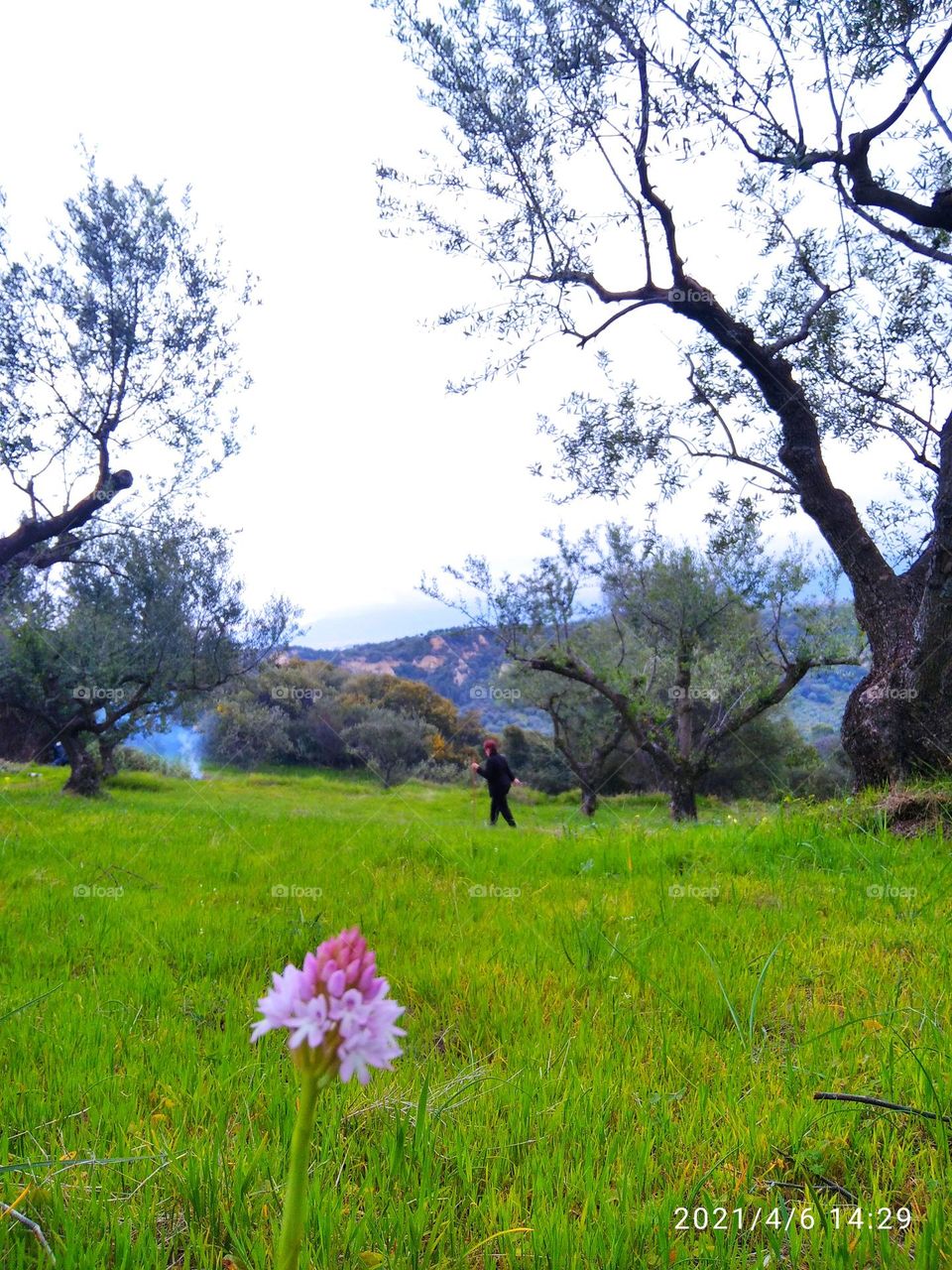 the olive tree forest