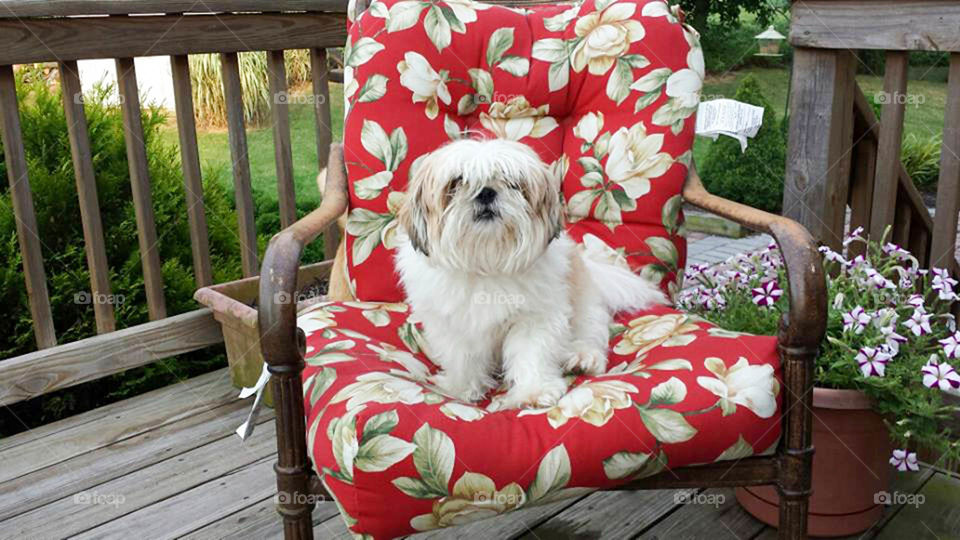 shaggy dog. this Shih Tzu puppy is in great need of a haircut but seems very comfortable on this deck chair