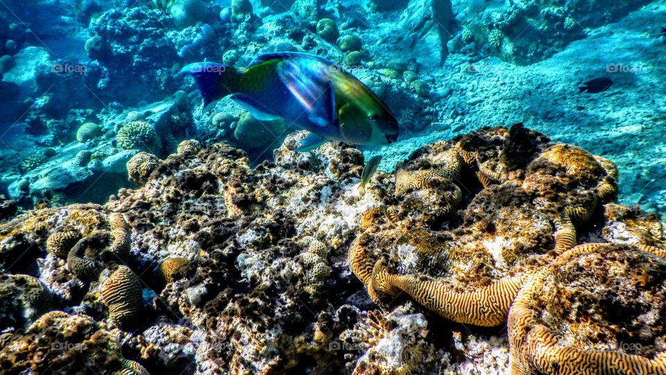 Admire the beauty of the canals of the Red Sea with us ...