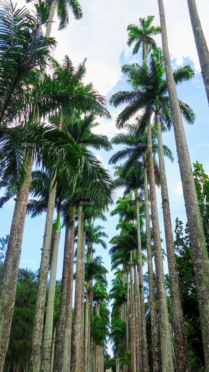 Palm trees in the botanical garden of Rio de Janeiro