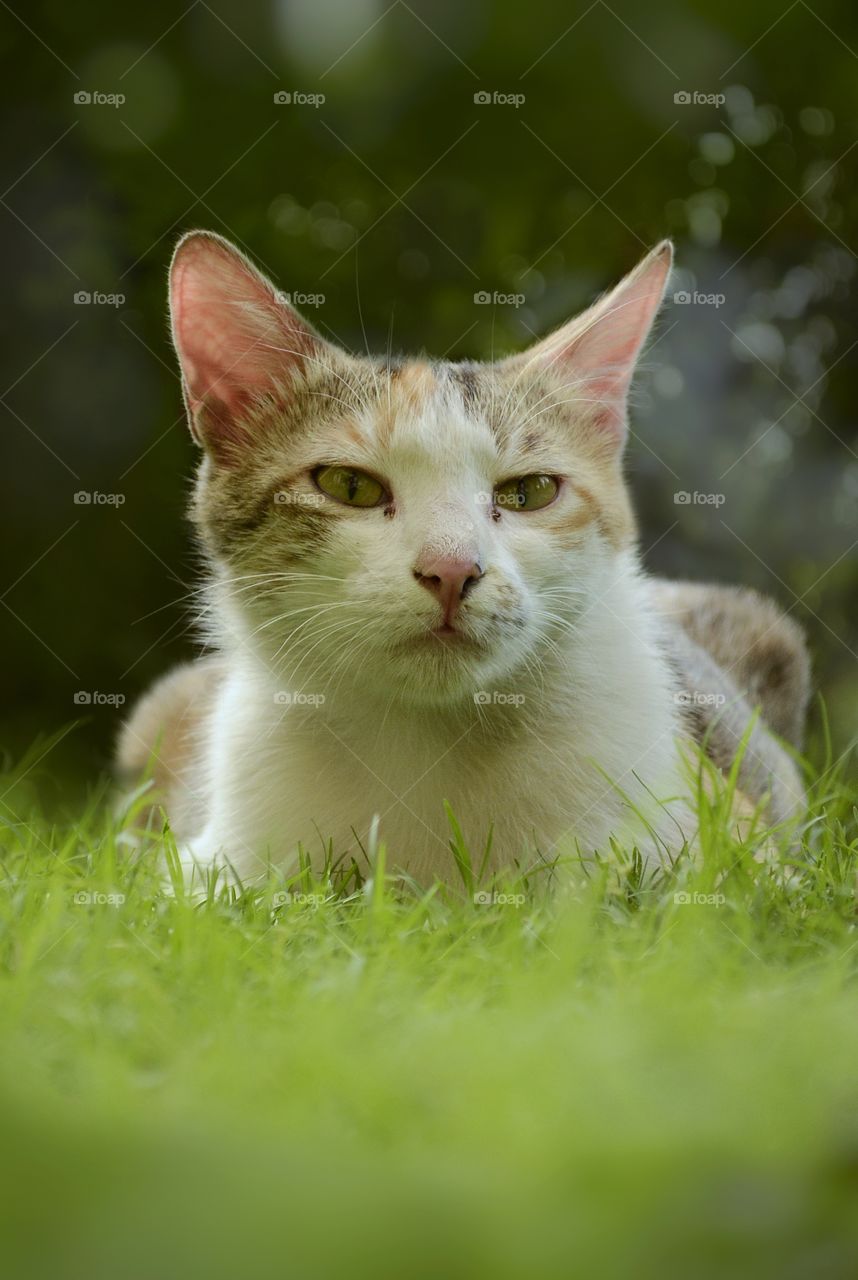 Meaow... The Cat 🙀