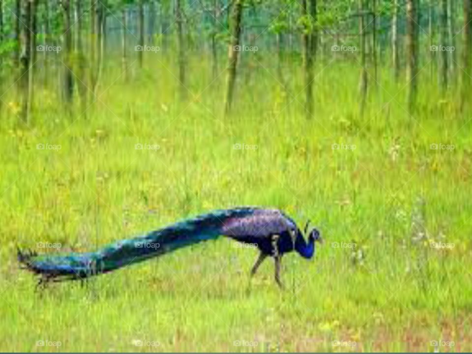 damn cute peacock in jungle....natural nature lover