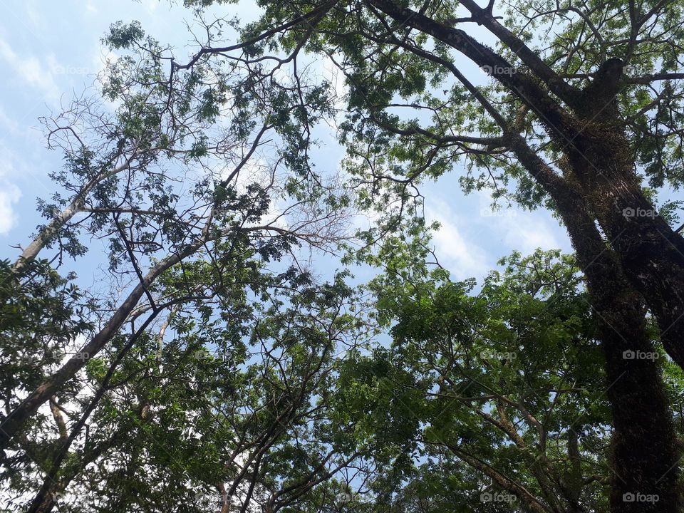 view in the middle of the city with large groves of trees on the right and left sides in summer