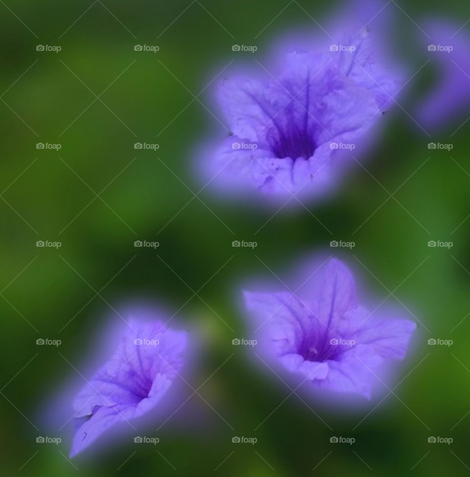 Minnie root...in my place we call it kencana ungu...